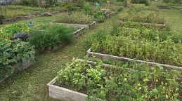 Newark Conservatory II