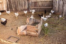 Dorothy's Barnyard Animals