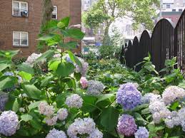 Martha Stewart Garden.jpg