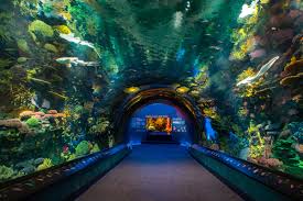New York Aquarium II