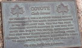 Coyote Plaque dedicating the siting