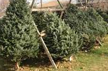 Christmas tree sales